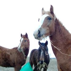 Welsh Cob (sec D) Bymosegaards Gigant