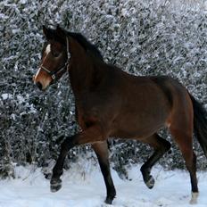 Dansk Varmblod Stenhedegårds Dorién