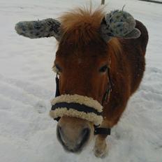 Shetlænder Funny Pony