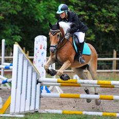 Haflinger Luca *tidligere hest*