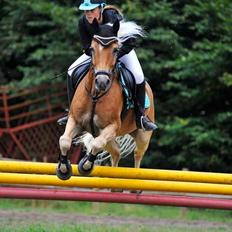 Haflinger Luca *tidligere hest*