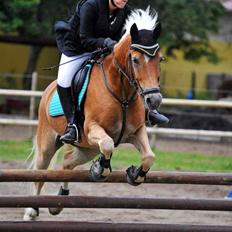 Haflinger Luca *tidligere hest*