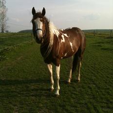 Paint Hawthorns Blueeyrd Amy