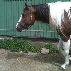 Paint Hawthorns Blueeyrd Amy