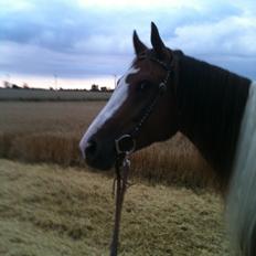 Paint Hawthorns Blueeyrd Amy