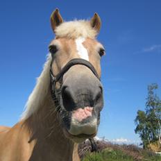 Haflinger Nord Bendorf