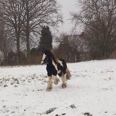 Irish Cob shadow