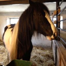 Irish Cob shadow