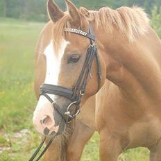 Anden særlig race Tabascho