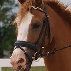 Anden særlig race Tabascho