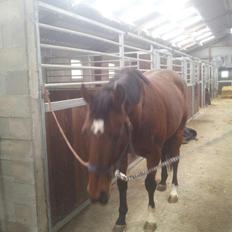 Fuldblod (XX) R.I.P SOLGT Bauffant<33 XX