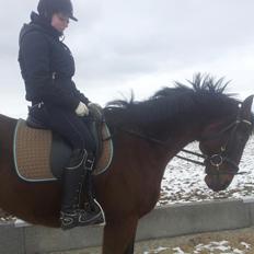 Fuldblod (XX) R.I.P SOLGT Bauffant<33 XX