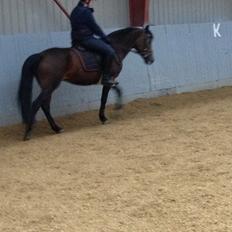 Anden særlig race Bonnie