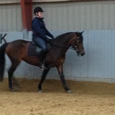 Anden særlig race Bonnie