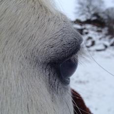 Anden særlig race Rico (nuller) <3