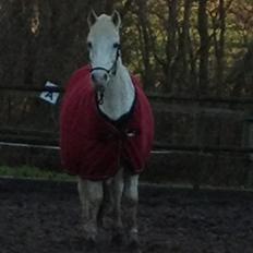 Welsh Pony (sec B) Lintello Gratitude
