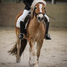 Haflinger Lille Pepsi