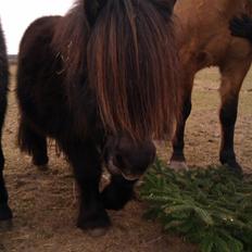 Shetlænder Milimeter