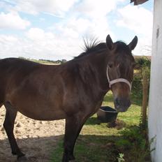 Anden særlig race Miss Minerva ( Minnie ) *solgt*