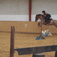 New Forest Søndermarkens Julius