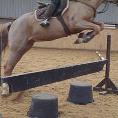 New Forest Søndermarkens Julius