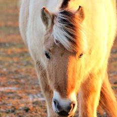 Fjordhest Balder! <3