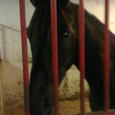 Anden særlig race Østergård's Faromi *SOLGT*