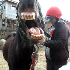 Welsh Pony af Cob-type (sec C) Fanny "Kommer til at savne dig"