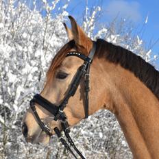 Anden særlig race penny lane