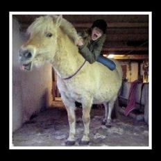 Fjordhest Dikki Hvalløs