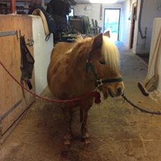 Shetlænder Frederik