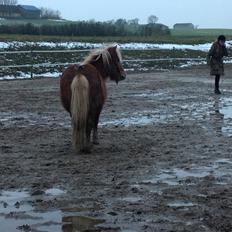 Shetlænder Frederik