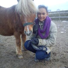 Shetlænder Frederik