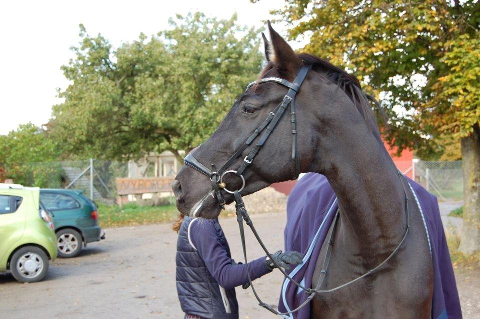 Trakehner Il Dollaro - Min stjerne <3  billede 17