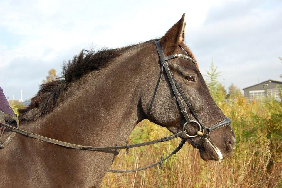 Trakehner Il Dollaro - Dollar<3 billede 18