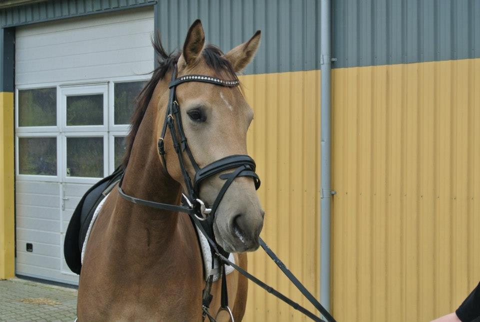 Anden særlig race Asbo´s Fiona - Smuksak <3 billede 5