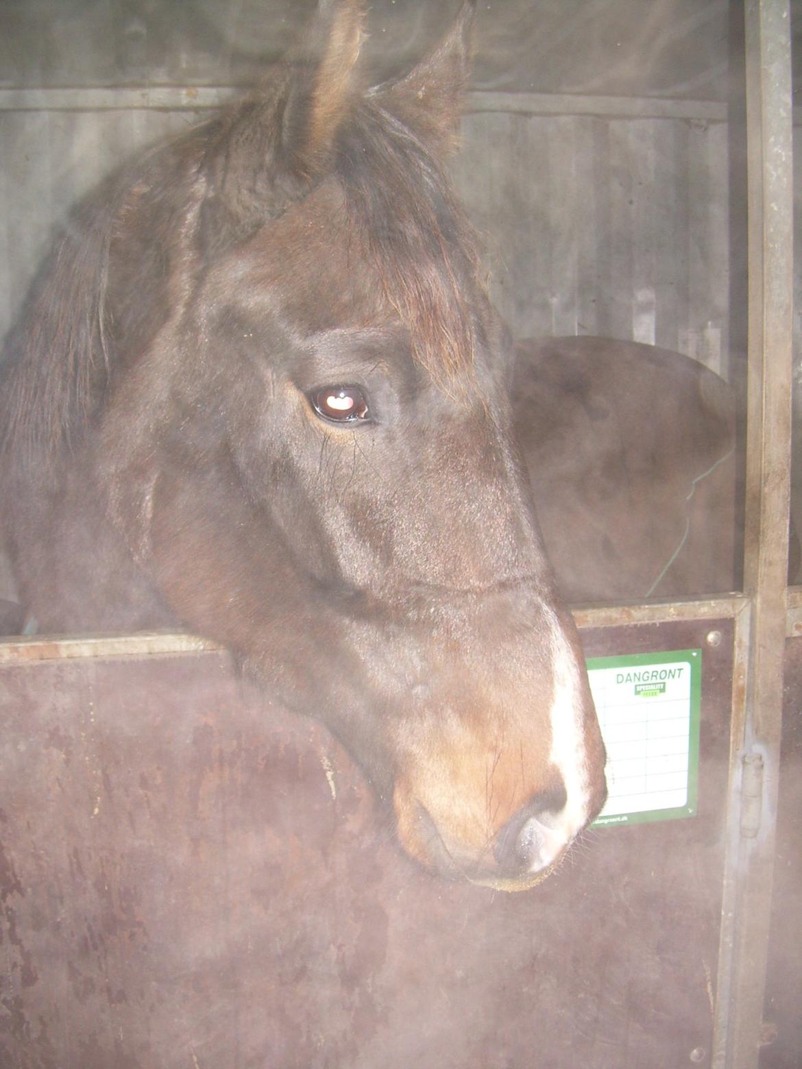 Anden særlig race Egekvist's Chili billede 5