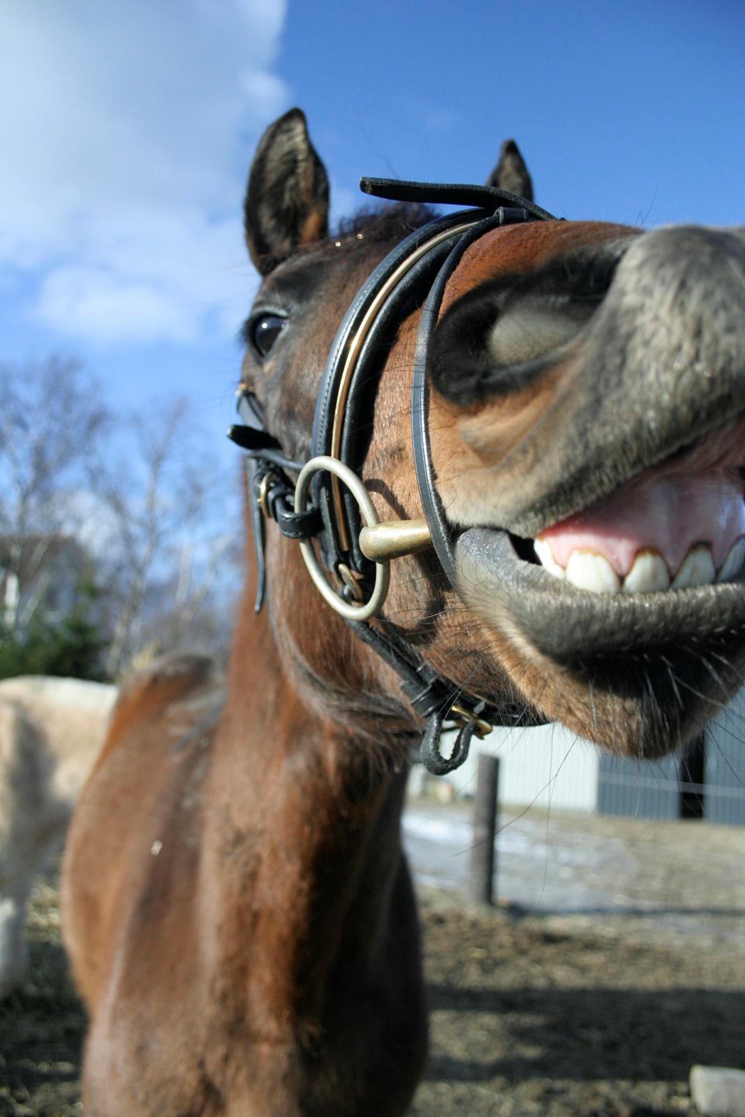 Dansk Varmblod Que Kimer - <3 billede 15