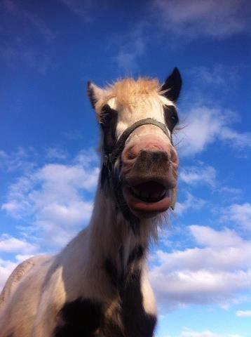 Irish Cob Ni¨no billede 9