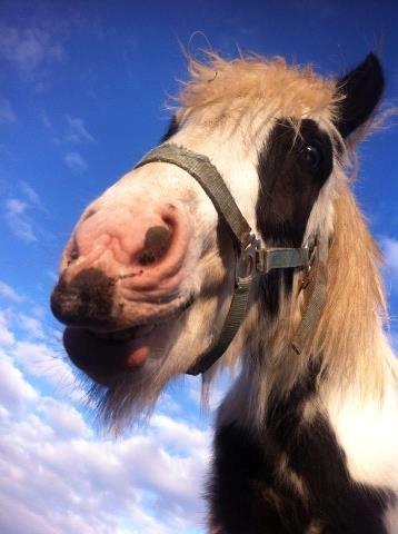 Irish Cob Ni¨no billede 10