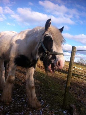 Irish Cob Ni¨no billede 11