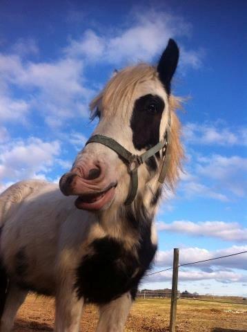 Irish Cob Ni¨no billede 12