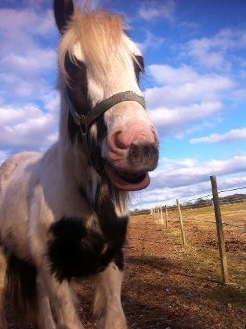 Irish Cob Ni¨no billede 13