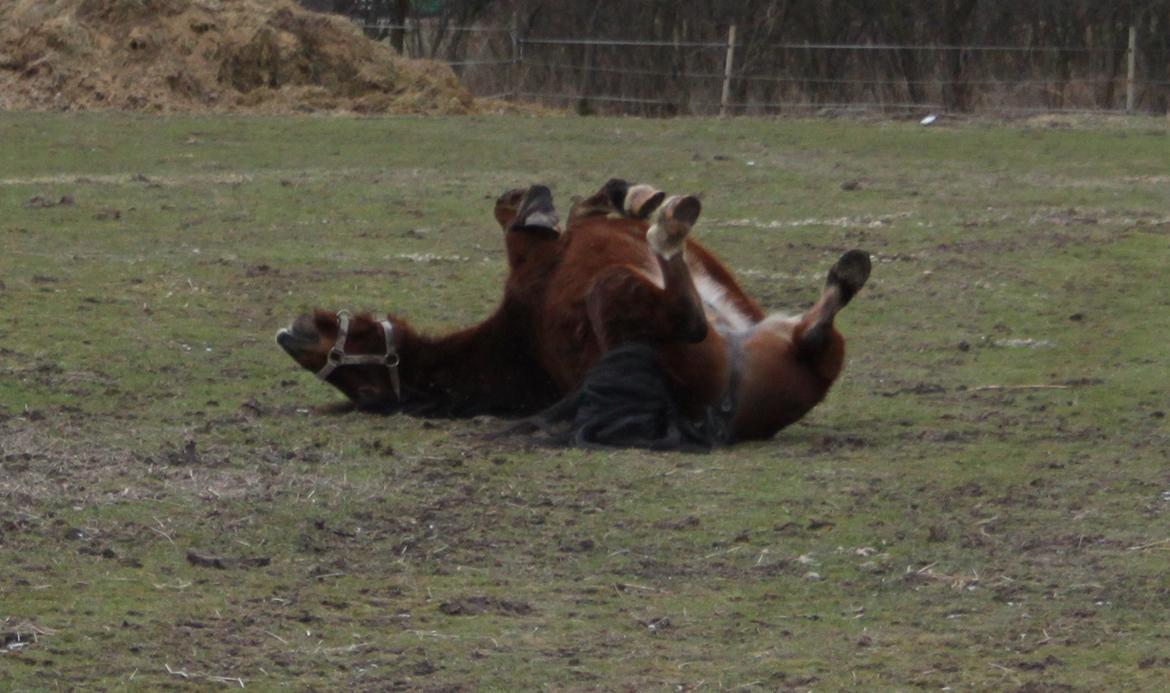 Welsh Pony af Cob-type (sec C) Gribsvad Mango (Har lånt) - Uhm..! Hvor det dejligt og rulle! :D

Undskyld kvaliteten men havde ikke den lange objektiv på. :) billede 14