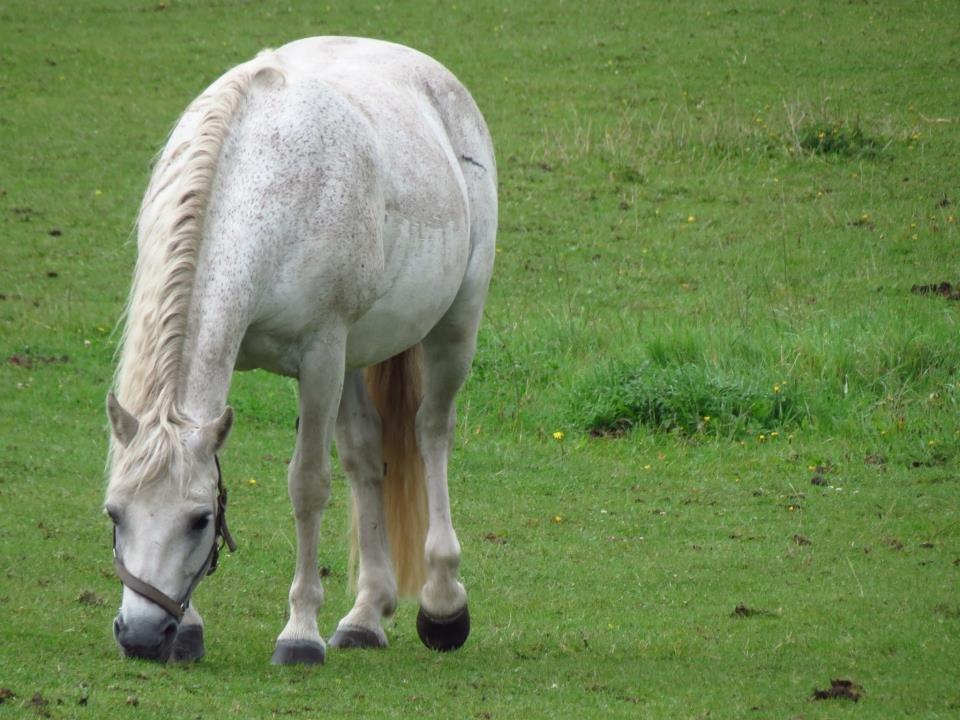 Connemara Skousboe Make My way - Make der hygger på folden :) Dejligste pony'mus <3 billede 5