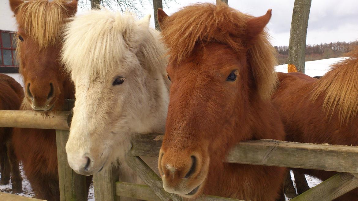 Islænder Bjørk fra Østrup - Bjørk og Hind (2013)  billede 20