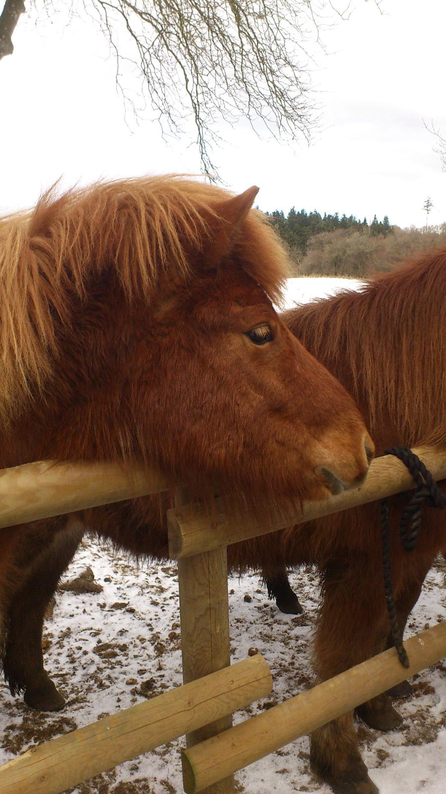 Islænder Hind fra Østrup - Hind (2013)  billede 2