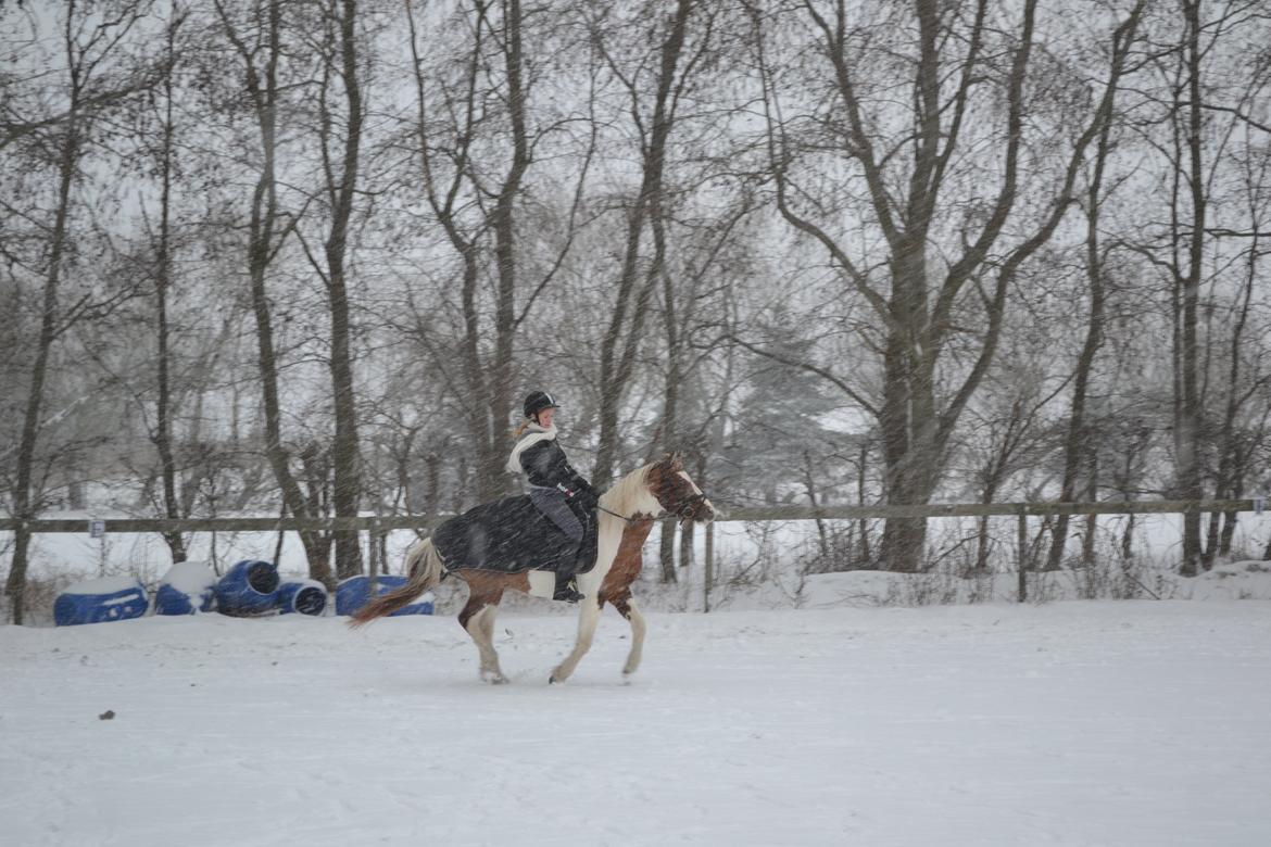 Pinto Blade - Blade og jeg i sneen <3<3 billede 6