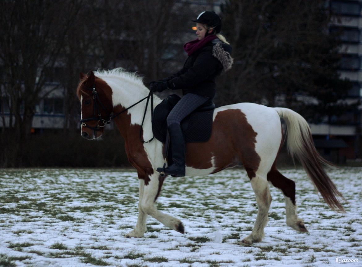 Pinto Blade - <3<3 billede 3