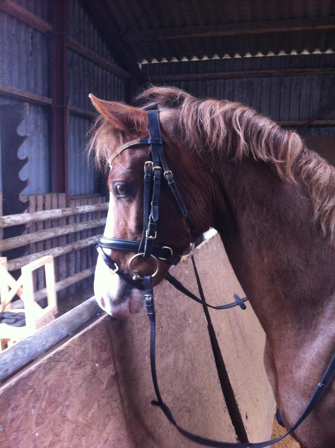 Hollandsk Sportspony U-Peter billede 9